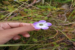 Cyananthus lobatus